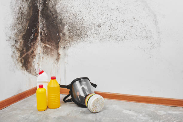 Best Residential Mold Removal  in Seaside, CA