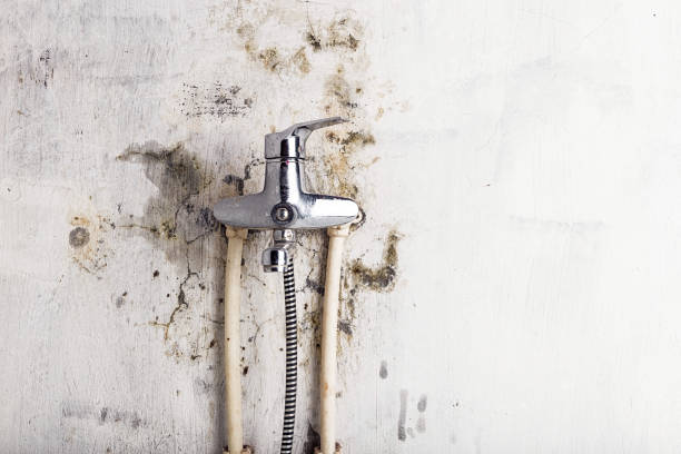 Best Certified Mold Removal  in Seaside, CA