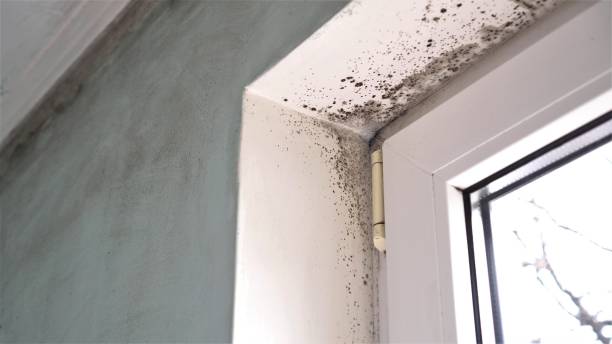 Best Mold Remediation  in Seaside, CA
