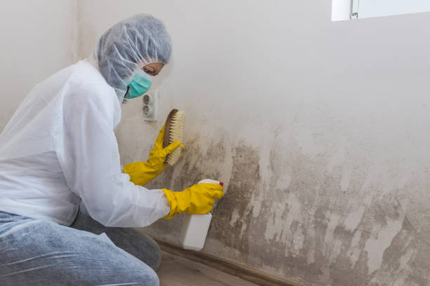 Best Mold Damage Repair  in Seaside, CA