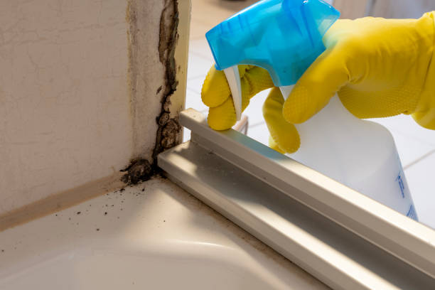 Best Mold Cleaning Services  in Seaside, CA