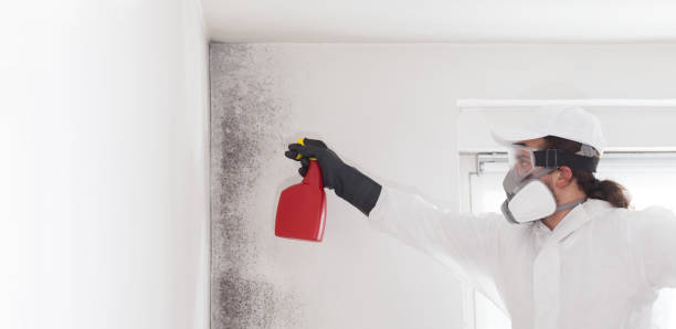 Best Mold Removal Company Near Me  in Seaside, CA