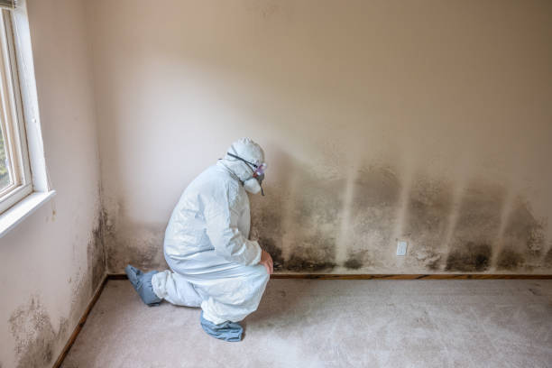 Best Attic Mold Removal  in Seaside, CA