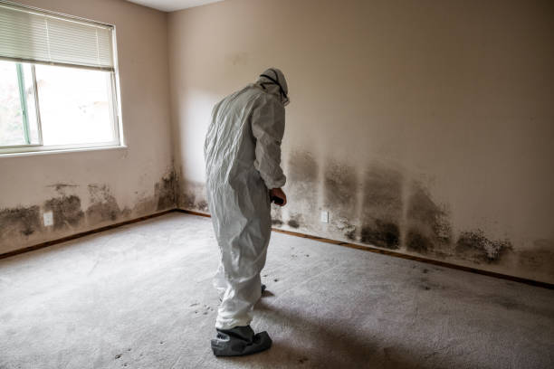 Best Local Mold Removal Service  in Seaside, CA