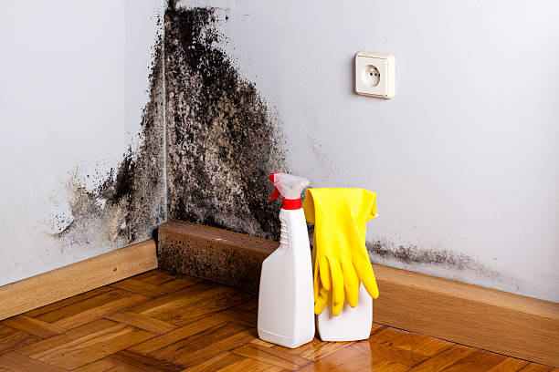Best Office Mold Removal Services  in Seaside, CA