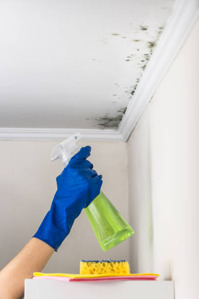 Professional Mold Removal in Seaside, CA