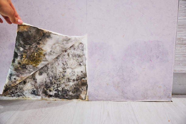 Best Professional Mold Removal  in Seaside, CA